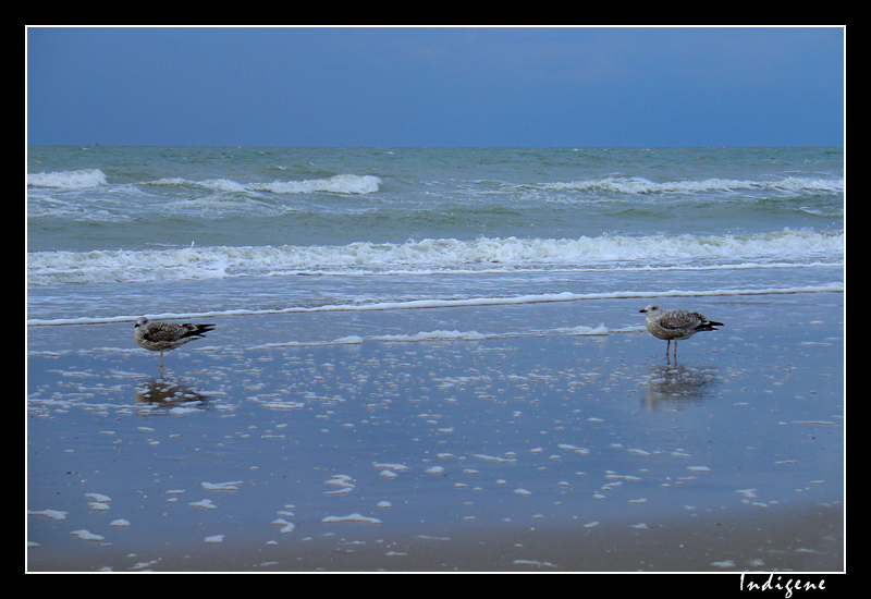 Les mouettes de la Côte d'Opale