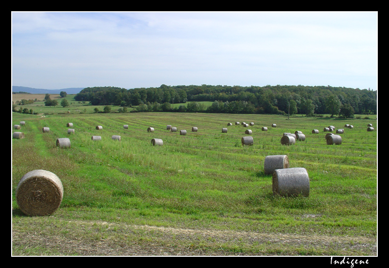 Les meules de foin en Bresse