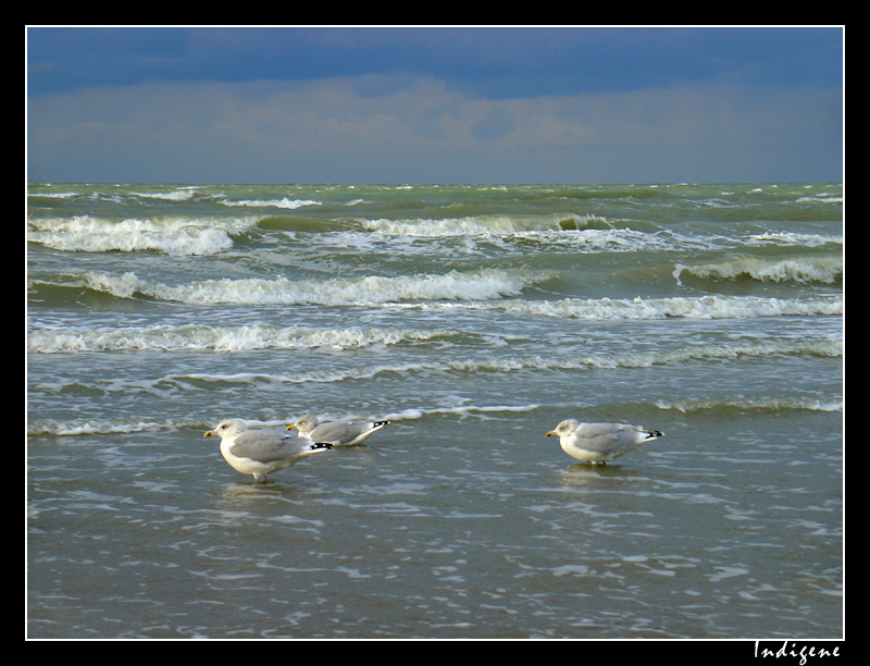 Les goélands de la Mer du Nord