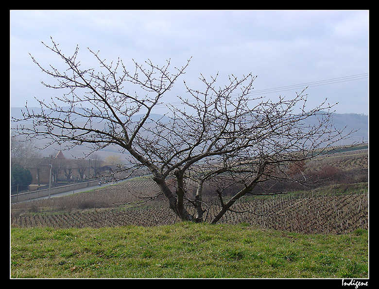 Pêcher dans le Beaujolais