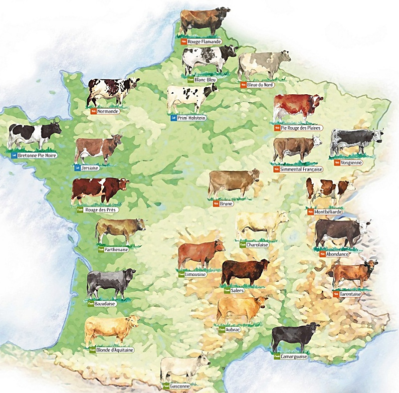 Répartition des races de vaches