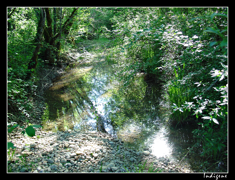 Ruisseau dans les sous-bois