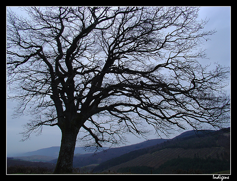 La silhouette d'un arbre