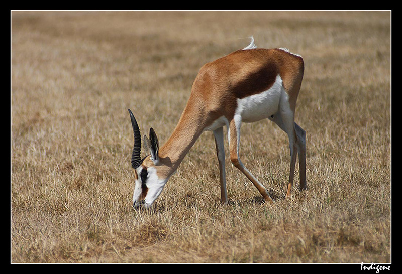 Springbok