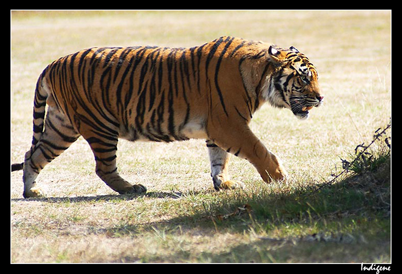 Le tigre du Bengale