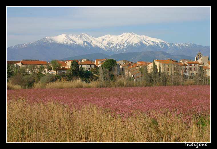 Trouillas au pied du Canigou